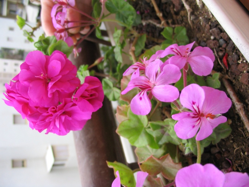 Mother's Flowers 004