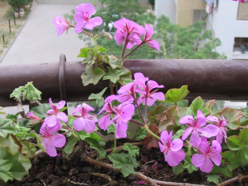 Mother's Flowers 007
