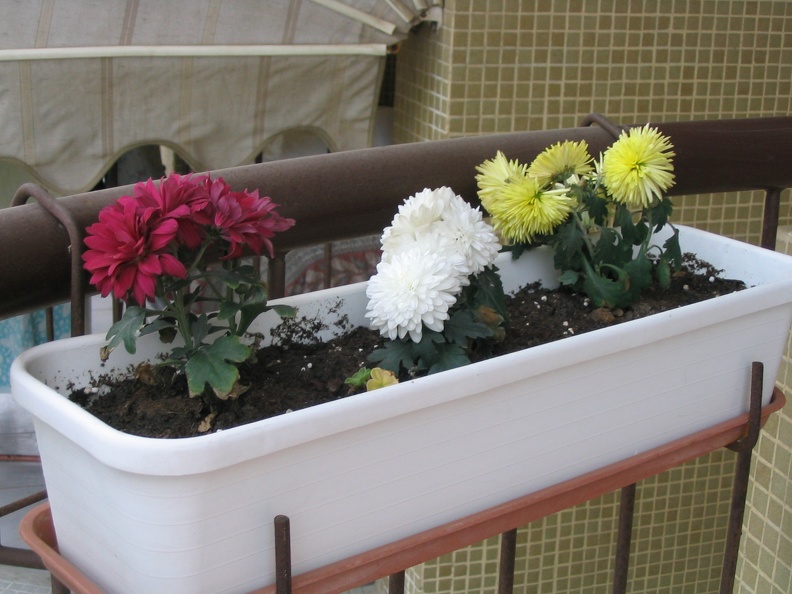 Mother's Flowers 008
