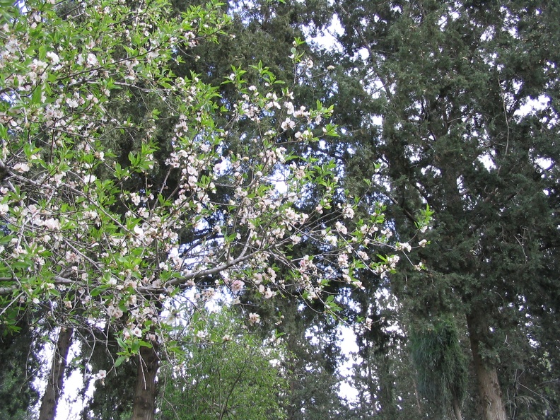 Canada Park 001