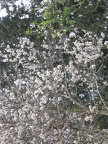 Canada Park 006