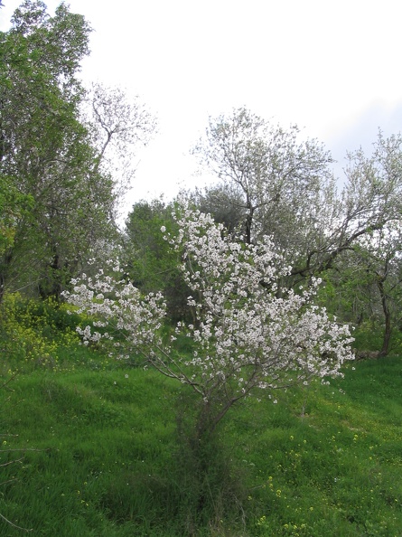 Canada Park 008