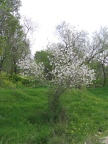 Canada Park 009