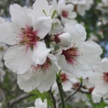 Canada Park 011