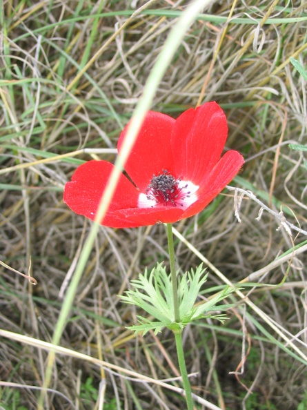 Canada Park 014