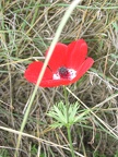 Canada Park 014