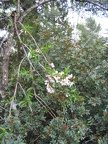 Canada Park 018