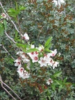 Canada Park 019