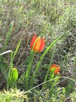 Canada Park 023