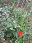 Canada Park 034