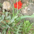 Canada Park 035