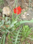 Canada Park 035