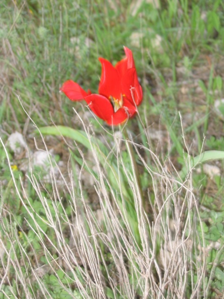Canada Park 036