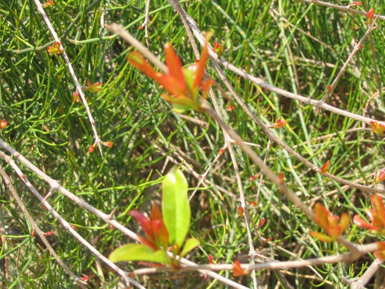Canada Park 051