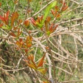 Canada Park 052