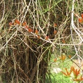Canada Park 054