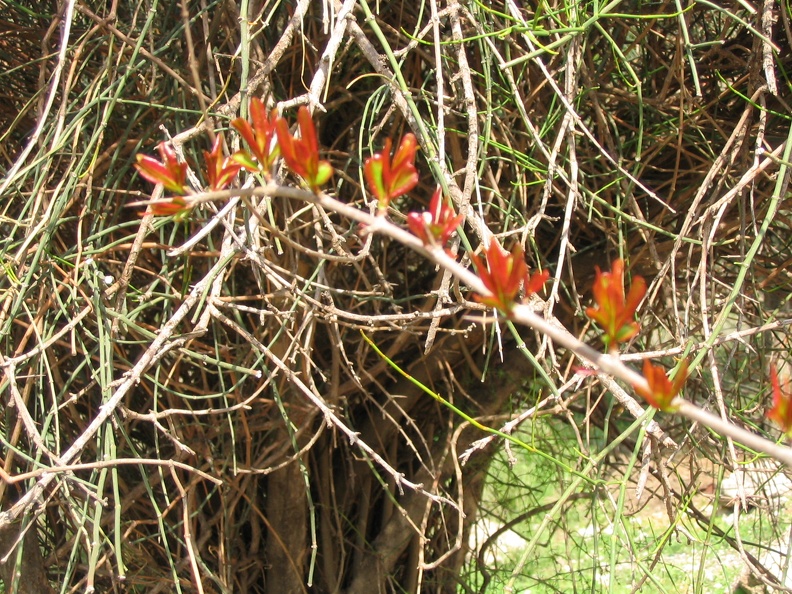 Canada Park 055