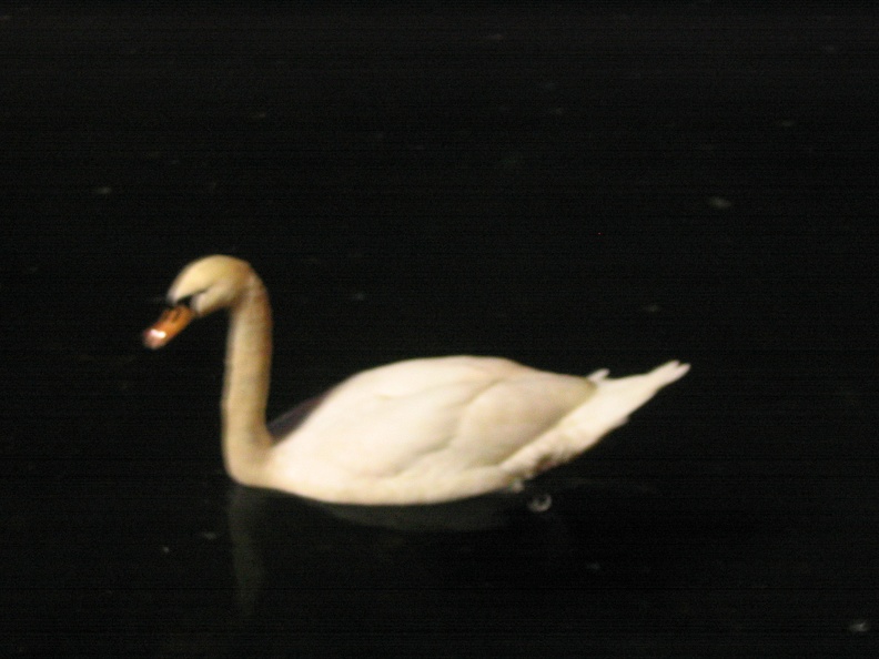 Park Raanana 005