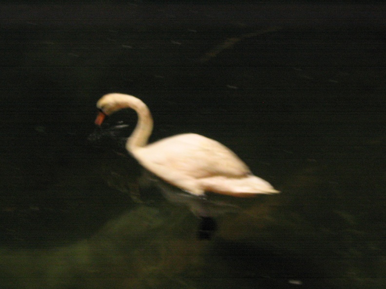 Park Raanana 006