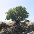 Zavitan 020