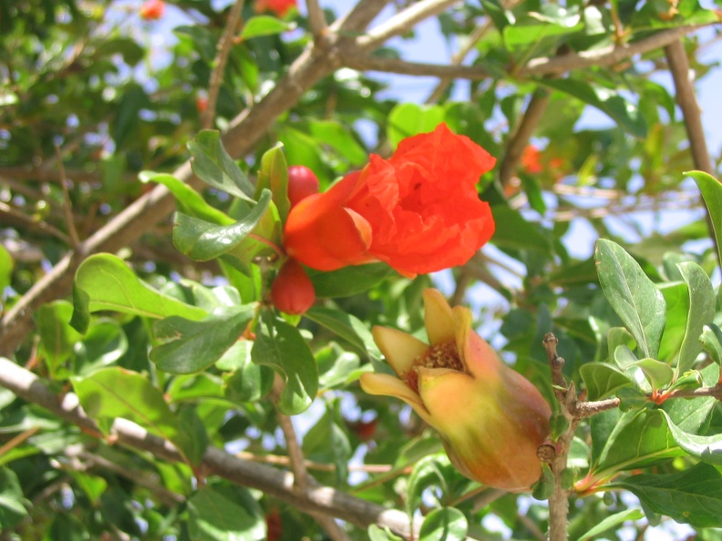 Beit Govrin 017