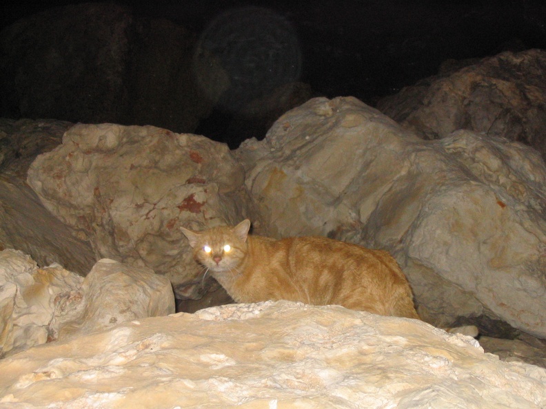 &quot;Sea Cat&quot;
Naharia, 28-Feb-2005