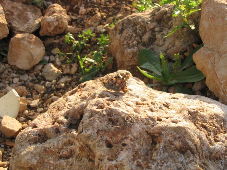 Upper Galilee 050