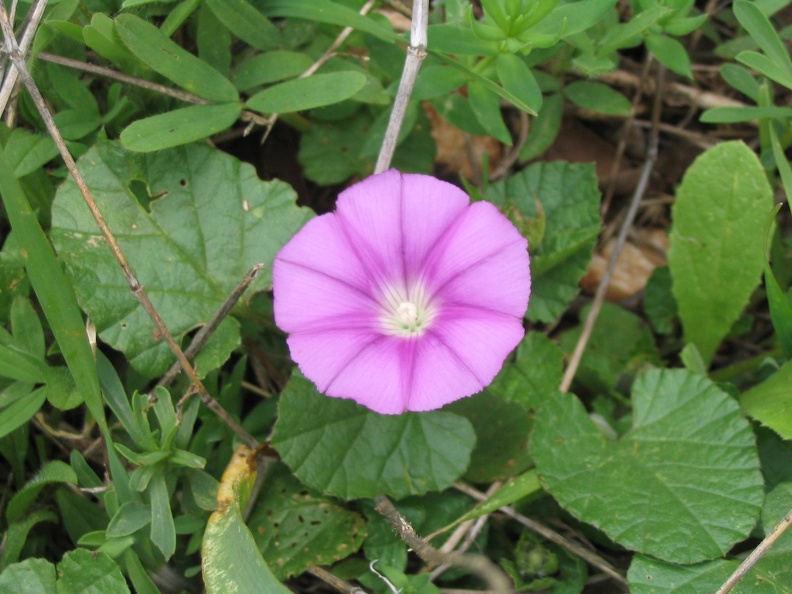 Upper Galilee 075