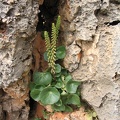 Upper Galilee 081