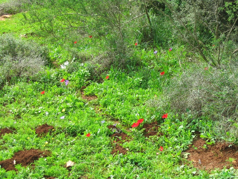 Upper Galilee 091