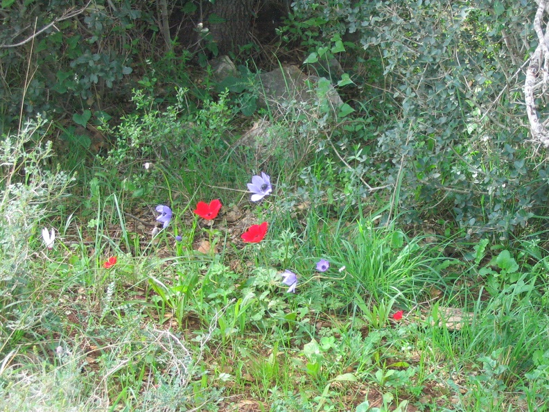 Upper Galilee 092