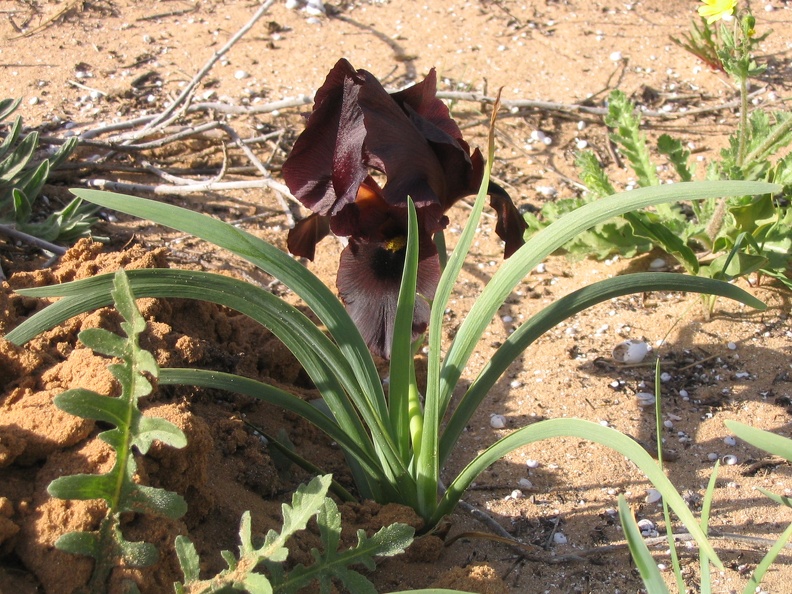 Netanya 012