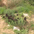 Netanya 028