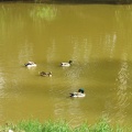 Yarkon Park 009