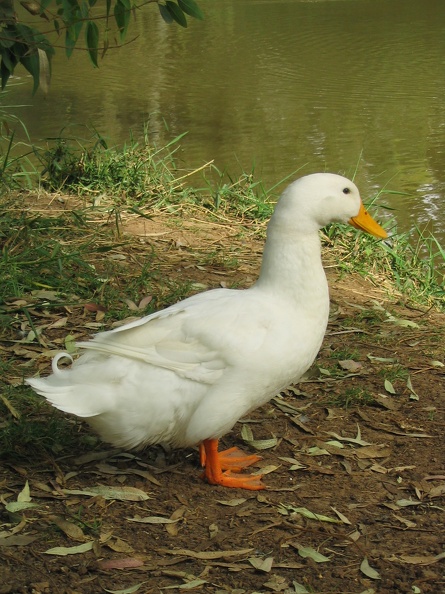 Yarkon Park 026