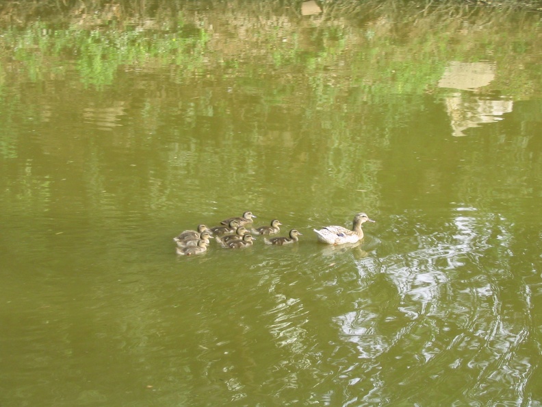 Yarkon Park 035