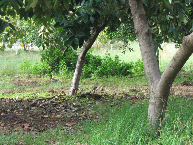 Yarkon Park 042