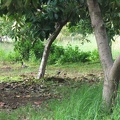 Yarkon Park 042