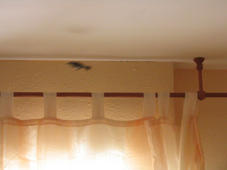 Flying Hummingbird, 5-May-2006