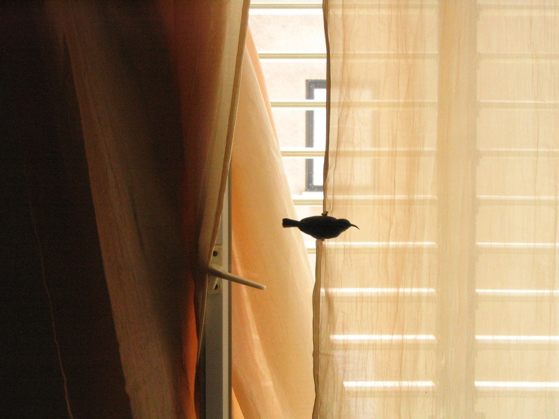 Hummingbird in Meir's Room, 5-May-2006
