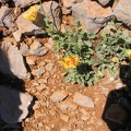 Golan 017
