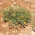 Golan 018