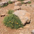 Golan 020