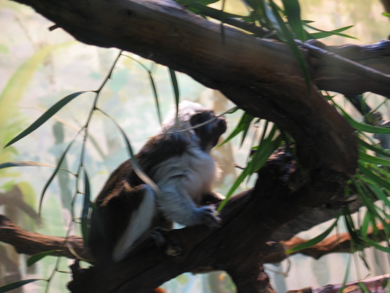 Zoo 012