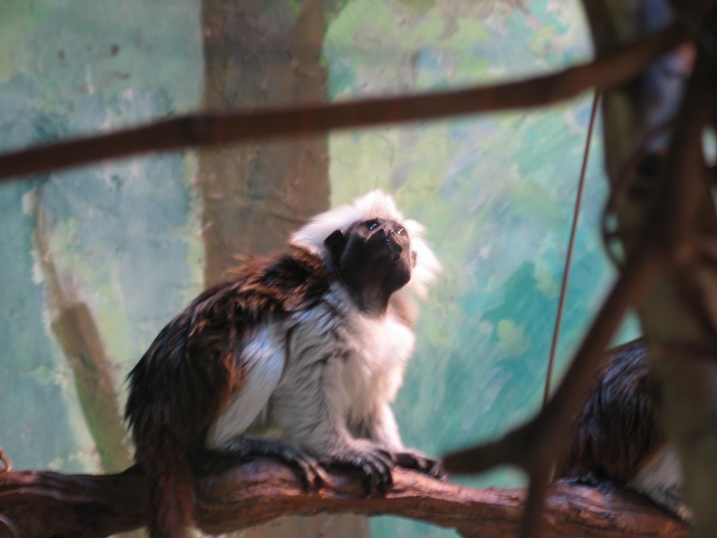 Zoo 013