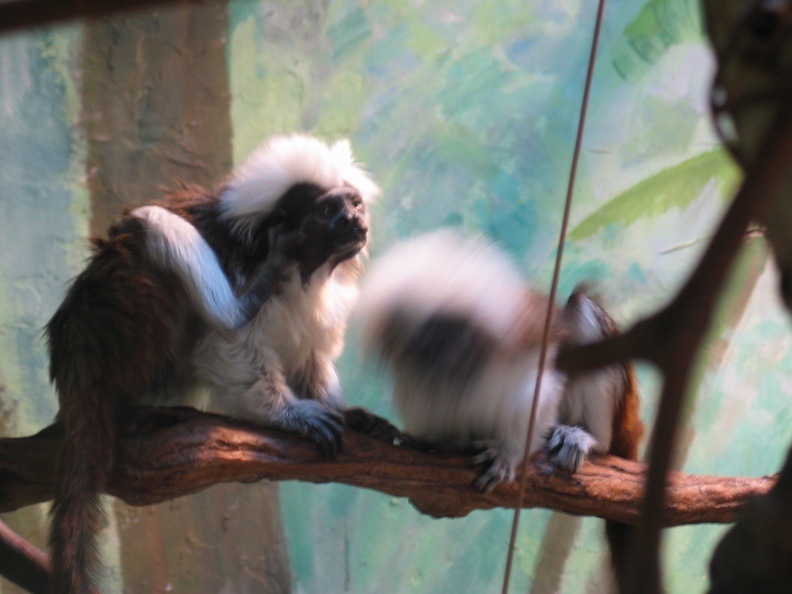 Zoo 014