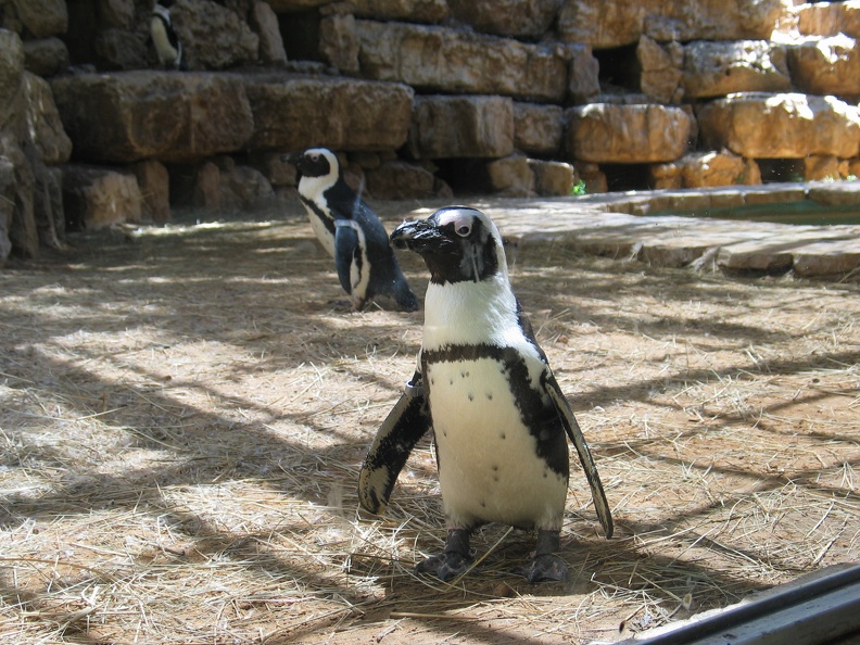 Zoo 016