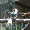 Zoo 019