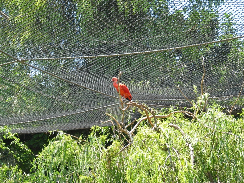 Zoo 021