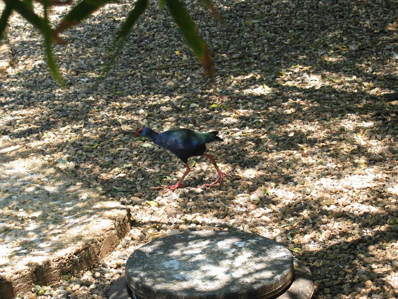 Zoo 023